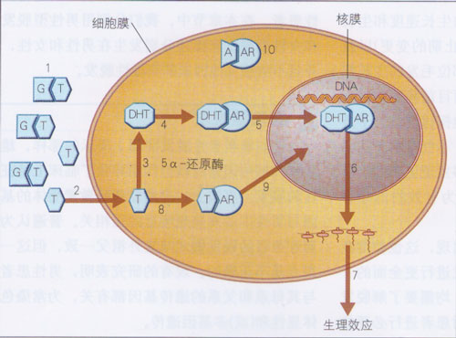 雄性激素影响毛囊