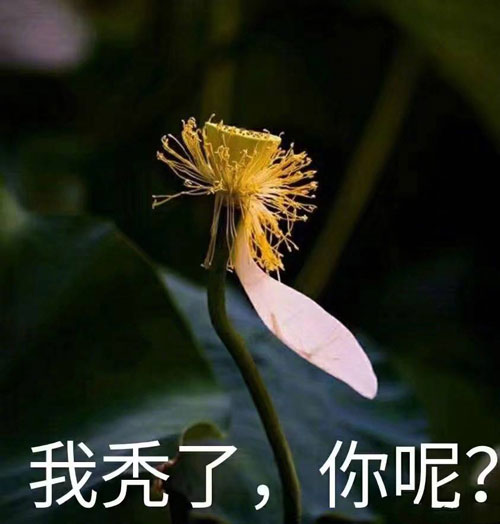 植发技术,植发医院